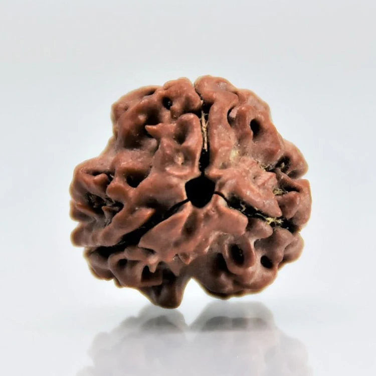3 Mukhi (Nepali) Rudraksha