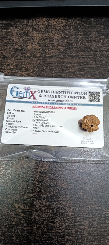 3 Mukhi (Nepali) Rudraksha