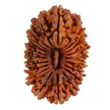 21 Mukhi (Nepali) Rudraksha