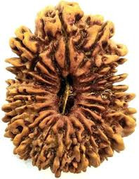 19 Mukhi (Nepali) Rudraksha
