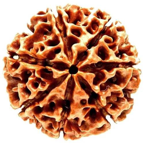 7 Mukhi Rudraksha Indonesia