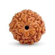 7 Mukhi Rudraksha Indonesia
