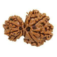 Garbh Gauri Rudraksha