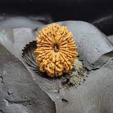 15 Mukhi Rudraksha( NEPAL)