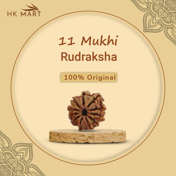 11 Mukhi Rudraksha Original (Nepal)