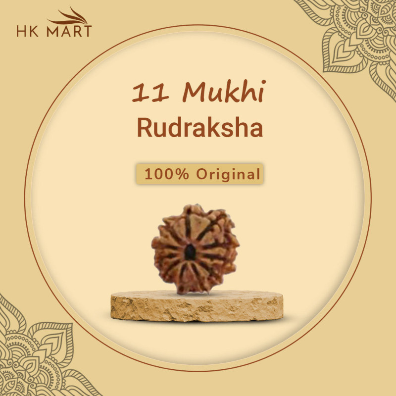 11 Mukhi Rudraksha Original (Nepal)