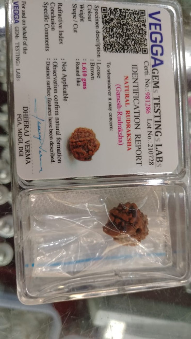 Ganesh Mukhi Rudraksha(Nepal)