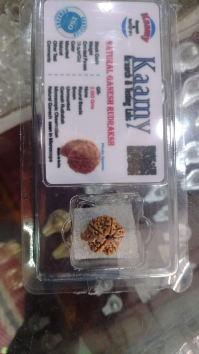 Ganesh Mukhi Rudraksha(Nepal)