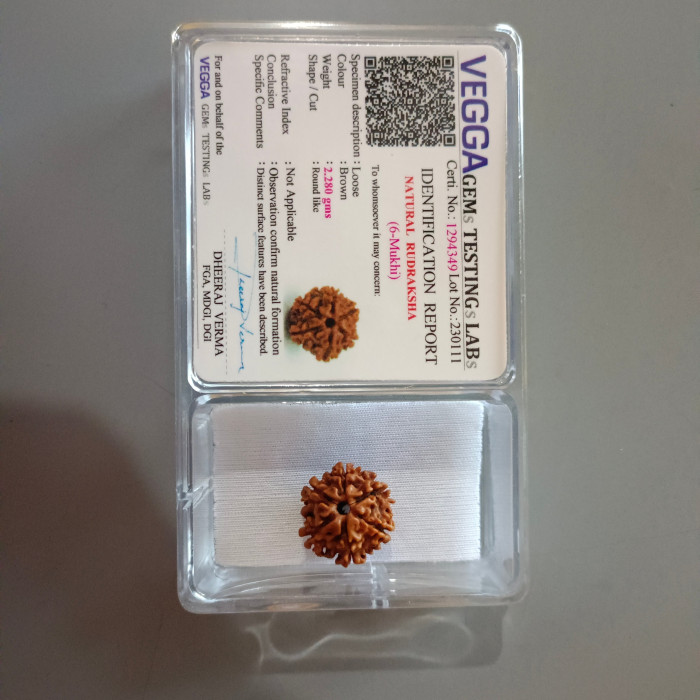 6 Mukhi Rudraksha (Nepal)