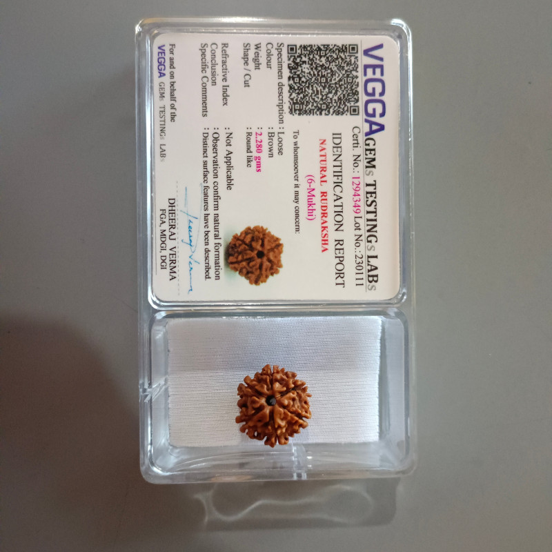 6 Mukhi Rudraksha (Nepal)