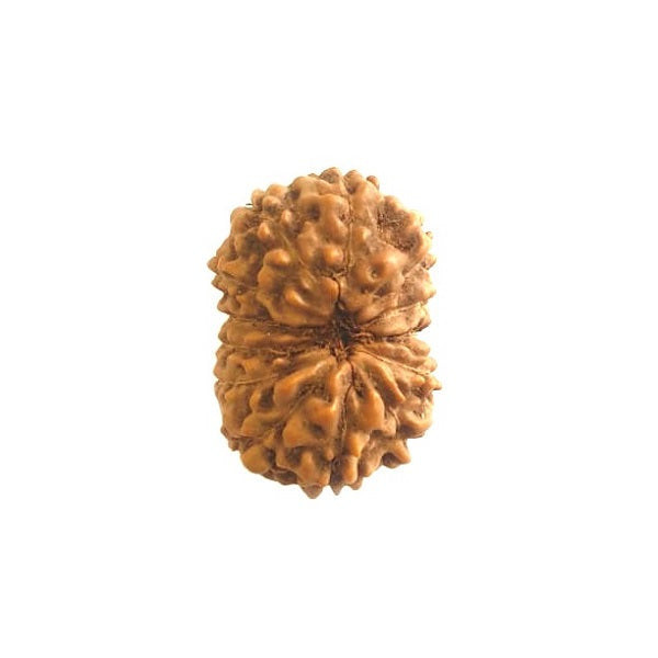 14 Mukhi Rudraksha (Nepal)