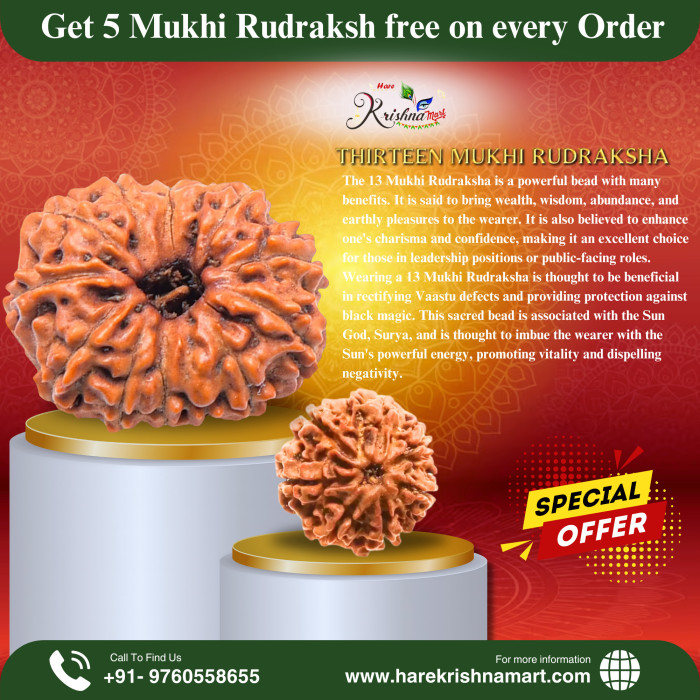 13 Mukhi Rudraksha (Nepal)