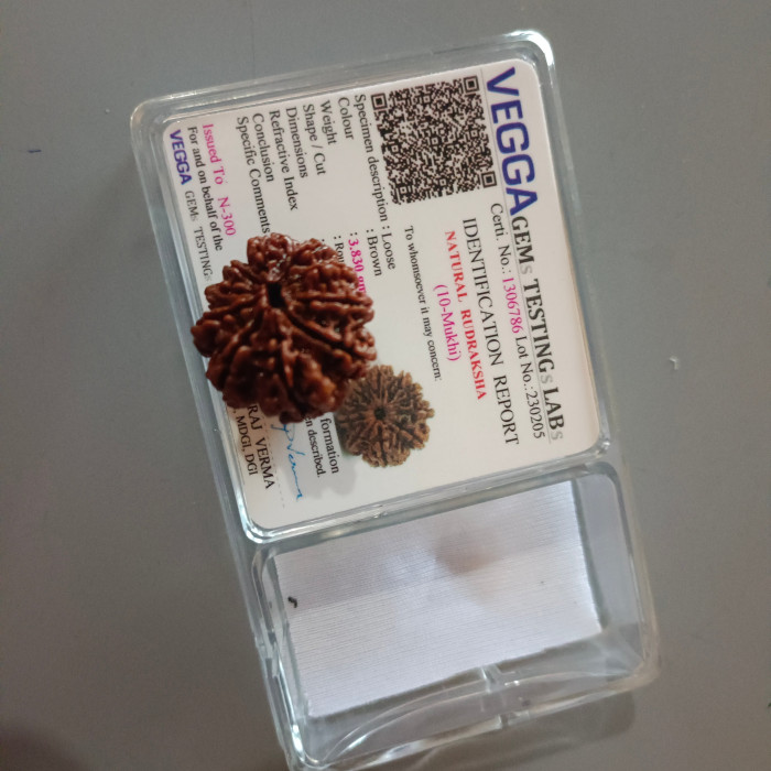 10 Mukhi Rudraksha Original (Nepal)