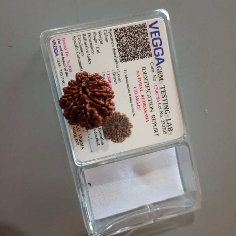 10 Mukhi Rudraksha Original (Nepal)