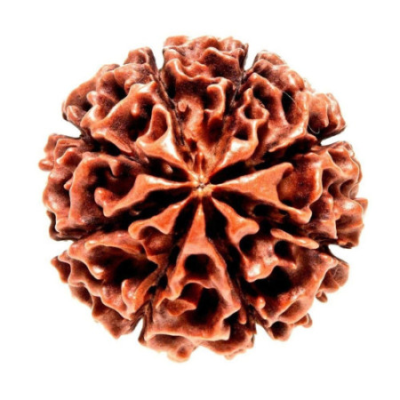 8 Mukhi Rudraksha Original Nepali (8 Mukhi Rudraksha)