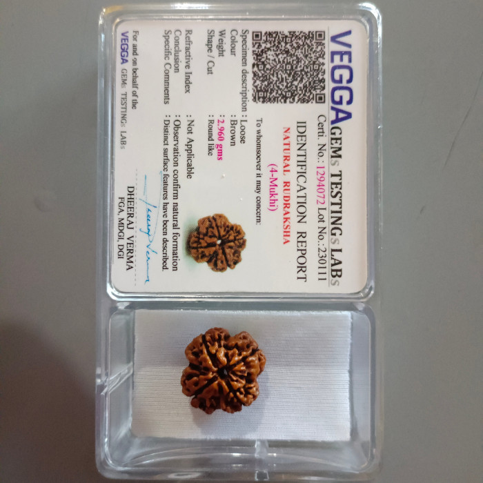 4 Mukhi Rudraksha (Nepal)
