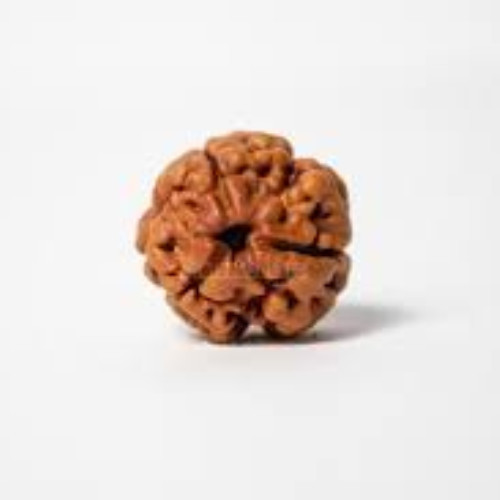 3 Mukhi Rudraksha
