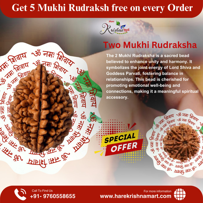 2 Mukhi Rudraksha Original