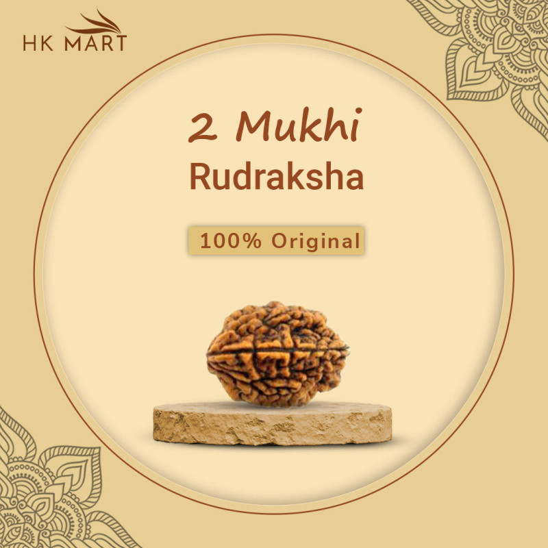 2 Mukhi Rudraksha Original