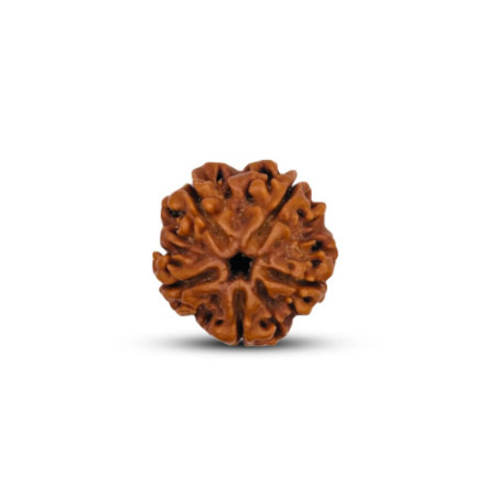 5 Mukhi Rudraksha Original(Nepal)