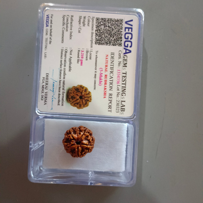 5 Mukhi Rudraksha Original(Nepal)
