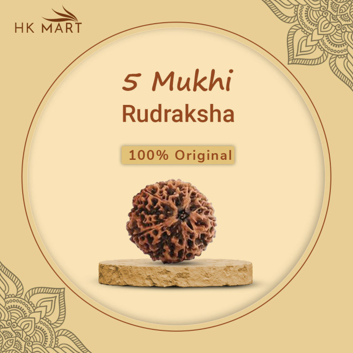 5 Mukhi Rudraksha Original(Nepal)