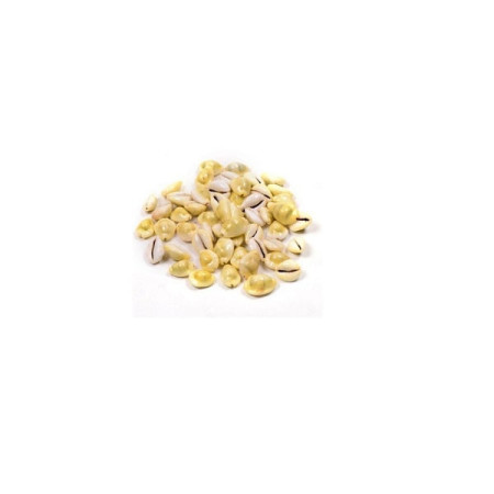 Yellow Cowrie Lakshmi Gavvalu Peeli Cowrie (21 Pieces)
