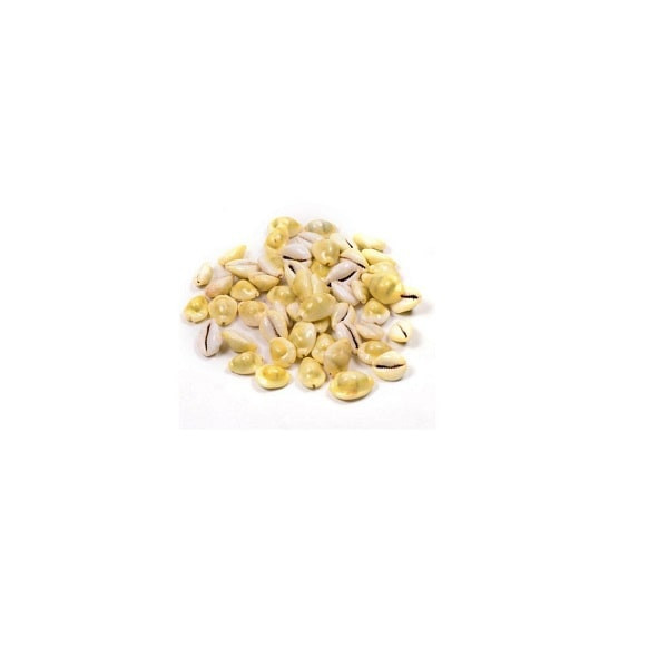 Yellow Cowrie Lakshmi Gavvalu Peeli Cowrie (21 Pieces)